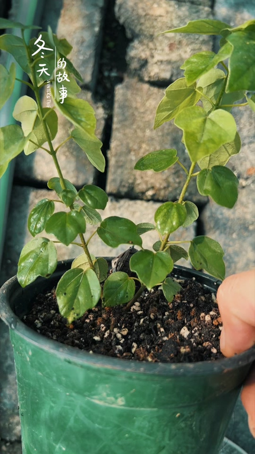 言植园艺植物工厂
