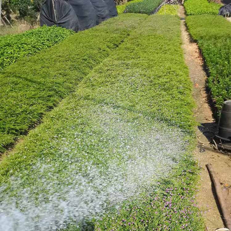 细叶雪茄花工程苗 紫萼距花绿化苗 孔雀梅杯苗 漳州满天星苗基地