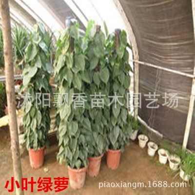 盆栽 苗圃直销室内客厅大型盆栽 大小叶绿萝 1.2到1.5米高净化空气-沭阳飘香苗木园艺场提供盆栽 苗圃直销室内客厅大型盆栽 大小叶绿萝 1.2到1.5米高净化空气的相关介绍、产品、服务、图片、价格沭阳飘香苗木园艺场、绿化苗木、花卉、盆景、种植销售、绿化工程、等