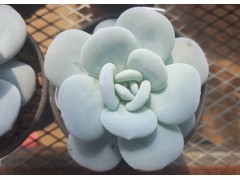 专业的多肉植物供应商就在洛阳 北京多肉植物批发供应产品洛阳益多园艺花卉种植基地 - 艾特贸易网商铺展示