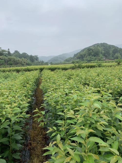 南城县九农花木园艺场种植的苗木南北通销,让购苗老板很满意